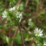 Звездчатка, (мокрица) Stellaria — сильное растение для широкого спектра проблем.