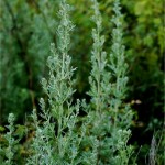 Волшебная Полынь – Artemisia absinthium (полынь горькая).
