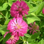 Клевер луговой (красный) — Trifolium rubens лечебные свойства