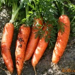 Морковь, источник витаминов и помощник в лечении.