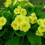 Примула (Первоцвет) — Primula veris