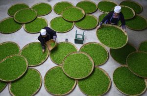 Ethnic Dong women work at a tea leaf processing factory in Lipin