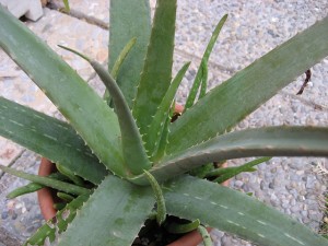 aloe-barbadensis-piante-resistenti-da-appartamento